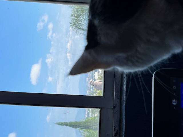 catwindow